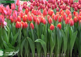 Tulipa Choice (2)