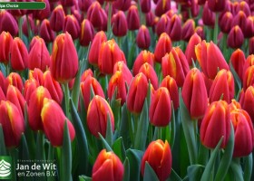 Tulipa Choice (3)