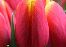 Tulipa Choice (4)