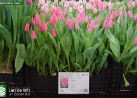 Tulipa Christmas Dream (1)