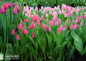 Tulipa Christmas Dream (2)