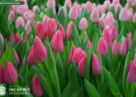 Tulipa Christmas Dream (3)