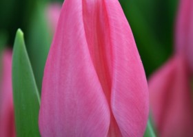 Tulipa Christmas Dream (4)