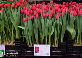 Tulipa Coalition (1)