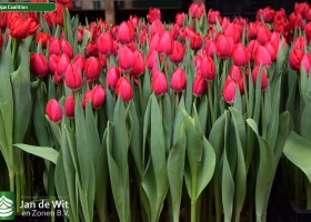 Tulipa Coalition (2)