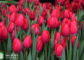 Tulipa Coalition (3)