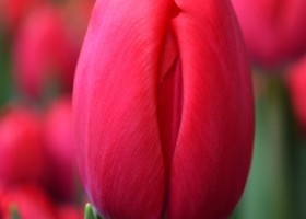 Tulipa Coalition (4)