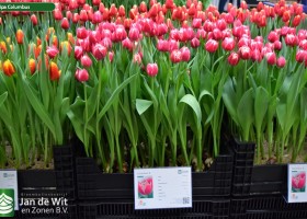 Tulipa Columbus (1)