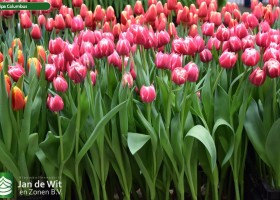 Tulipa Columbus (2)