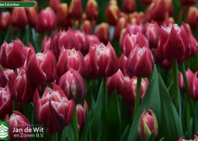 Tulipa Columbus (3)