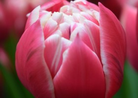Tulipa Columbus (4)
