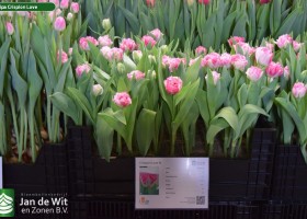 Tulipa Crispion Love (1)