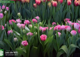 Tulipa Crispion Love (2)