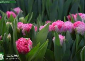 Tulipa Crispion Love (3)