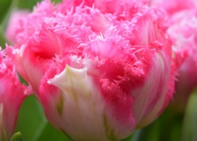 Tulipa Crispion Love (4)