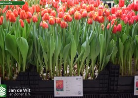 Tulipa Crossfire (1)