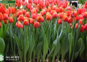 Tulipa Crossfire (2)