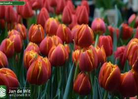 Tulipa Crossfire (3)