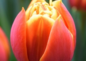Tulipa Crossfire (4)