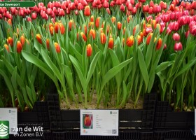 Tulipa Davenport (1)