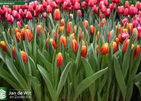 Tulipa Davenport (2)