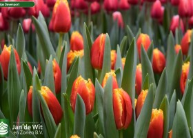 Tulipa Davenport (3)