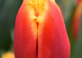 Tulipa Davenport (4)