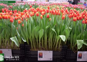 Tulipa Denmark (1)