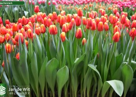 Tulipa Denmark (2)
