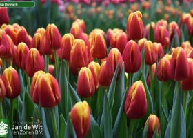 Tulipa Denmark (3)