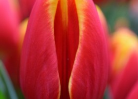 Tulipa Denmark (4)