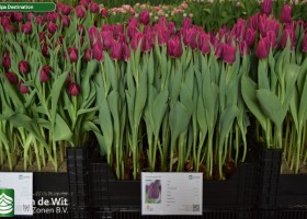 Tulipa Destination (1)
