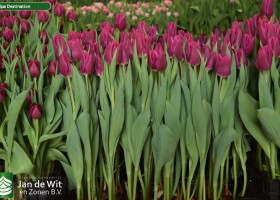 Tulipa Destination (2)
