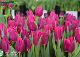 Tulipa Destination (3)