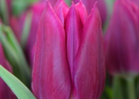 Tulipa Destination (4)