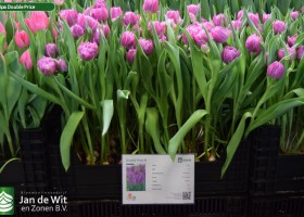Tulipa Double Price (1)