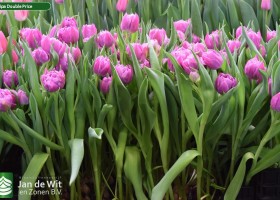 Tulipa Double Price (2)