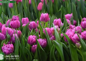 Tulipa Double Price (3)