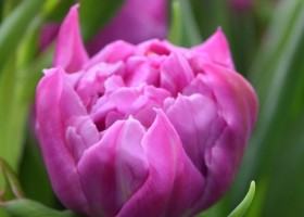 Tulipa Double Price (4)