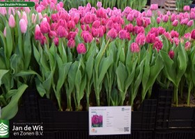 Tulipa Double Princess (1)