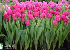 Tulipa Double Princess (2)