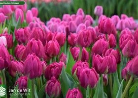 Tulipa Double Princess (3)