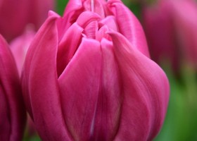 Tulipa Double Princess (4)