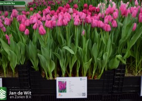 Tulipa Double You (1)