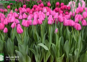 Tulipa Double You (2)