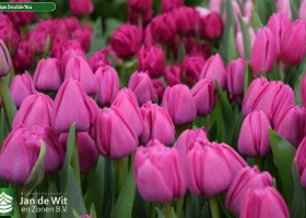 Tulipa Double You (3)