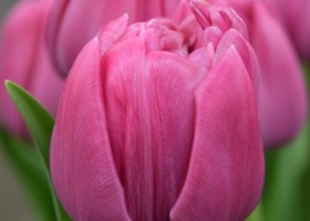 Tulipa Double You (4)