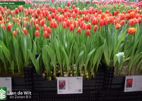 Tulipa Dow Jones (1)