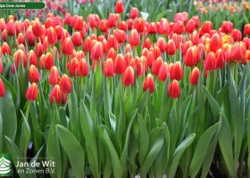 Tulipa Dow Jones (2)