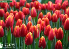 Tulipa Dow Jones (3)